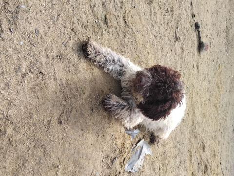 Четири млади дами и един господин