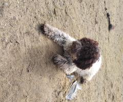 Четири млади дами и един господин