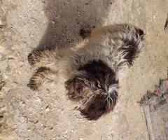 Четири млади дами и един господин