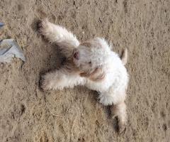 Четири млади дами и един господин