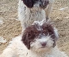 Четири млади дами и един господин