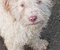 Четири млади дами и един господин