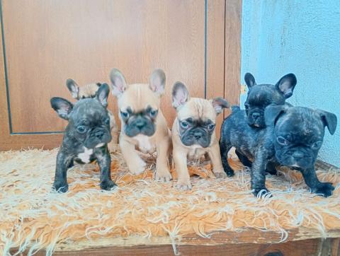 Френски булдог кученца
