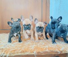 Френски булдог кученца