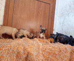 Френски булдог кученца