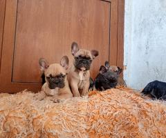 Френски булдог кученца
