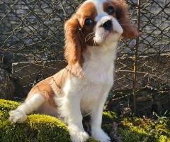 Кавалер Кинг Чарлз Шпаньол мъжко