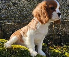 Кавалер Кинг Чарлз Шпаньол мъжко