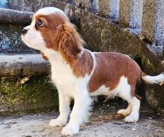 Кавалер Кинг Чарлз Шпаньол мъжко