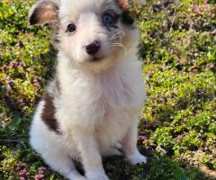 Момче Шелти мини Коли