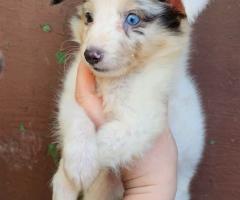 Момче Шелти мини Коли