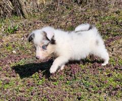 Момче Шелти мини Коли