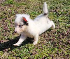 Момче Шелти мини Коли