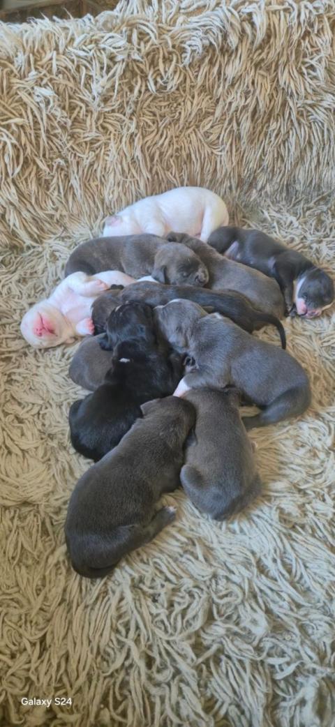 Малки питбули