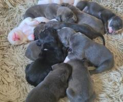 Малки питбули