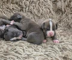 Малки питбули