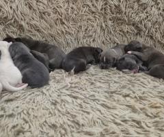 Малки питбули