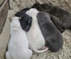 Малки питбули