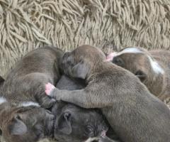 Малки питбули