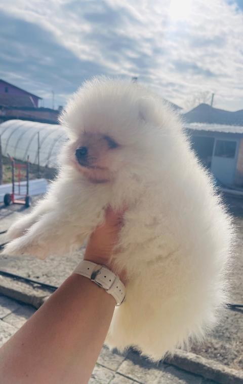 Мъжко померанче