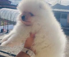 Мъжко померанче