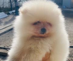 Мъжко померанче