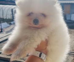 Мъжко померанче