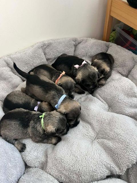 Цверг шнауцер