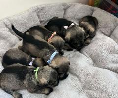 Цверг шнауцер