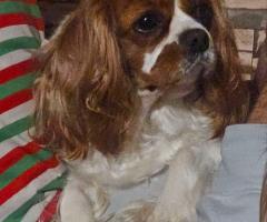 Кученца от породата Кавалер Кинг Чарлз шпаньол, мъжки и женски