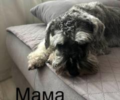 Цверг шнауцер