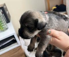 Цверг шнауцер