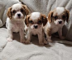 Кученца от породата Кавалер Кинг Чарлз шпаньол, мъжки и женски