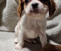 Кученца от породата Кавалер Кинг Чарлз шпаньол, мъжки и женски