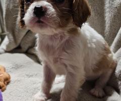 Кученца от породата Кавалер Кинг Чарлз шпаньол, мъжки и женски