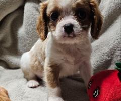 Кученца от породата Кавалер Кинг Чарлз шпаньол, мъжки и женски