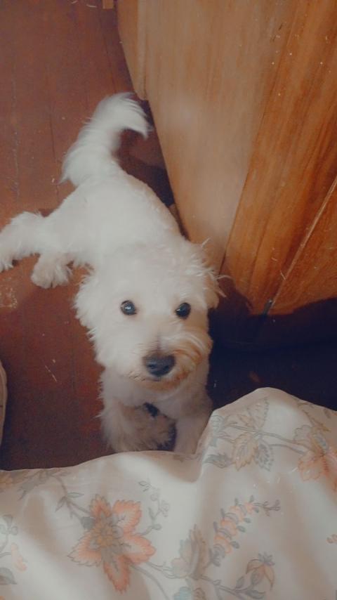 Продавам малтийска болонка (мъжко)