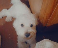 Продавам малтийска болонка (мъжко)