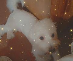 Продавам малтийска болонка (мъжко)