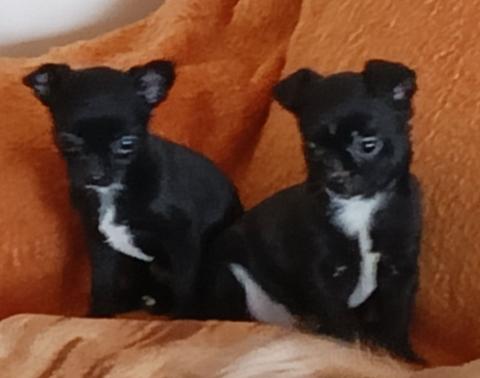 Мъжко и Женско Кученце Куче Мини Чихуахуа