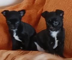 Мъжко и Женско Кученце Куче Мини Чихуахуа