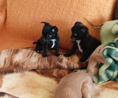 Мъжко и Женско Кученце Куче Мини Чихуахуа