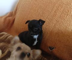 Мъжко и Женско Кученце Куче Мини Чихуахуа