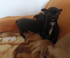 Мъжко и Женско Кученце Куче Мини Чихуахуа