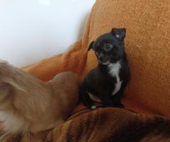 Мъжко и Женско Кученце Куче Мини Чихуахуа