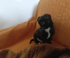 Мъжко и Женско Кученце Куче Мини Чихуахуа