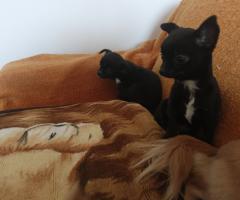 Мъжко и Женско Кученце Куче Мини Чихуахуа