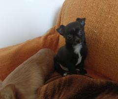 Мъжко и Женско Кученце Куче Мини Чихуахуа