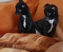 Мъжко и Женско Кученце Куче Мини Чихуахуа