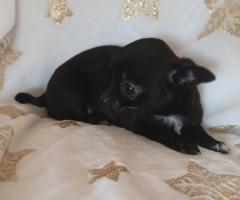 Мъжко и Женско Кученце Куче Мини Чихуахуа